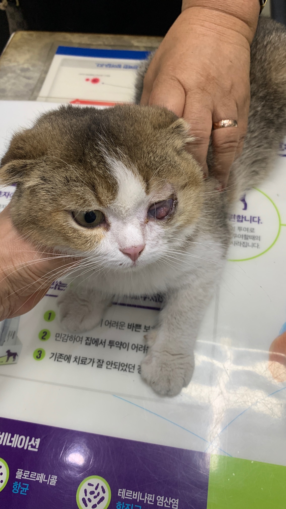 종료(입양) 스코티…